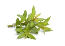 Herb Plants - Lemon Verbena - 1 x Full Plant a in 9cm Pot