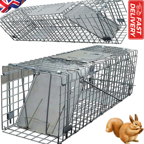Squirrel trap animal - squirrel,