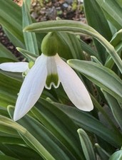 Galanthus plicatus