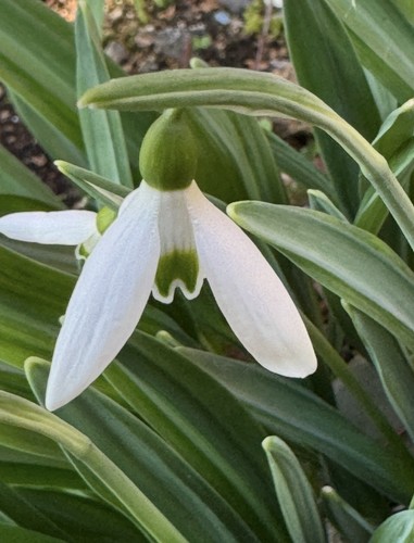 Galanthus plicatus