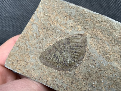Fossil trilobite tail - trilobite,