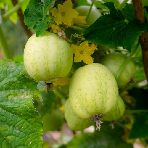 Cucumber crystal apple - cucumber, apple’