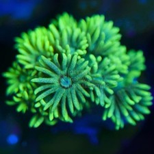 🌼✨Neon Highlighter Goni -