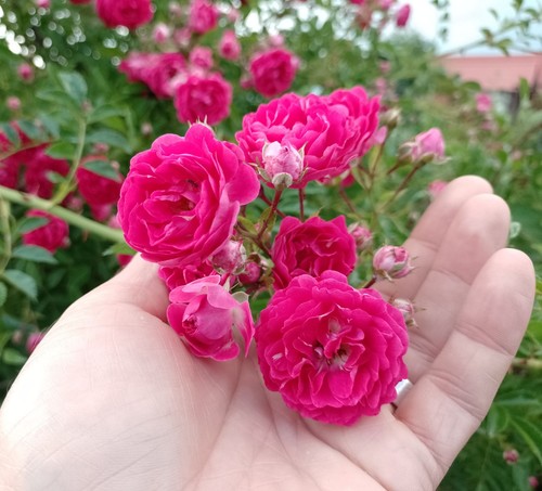 Rose plants vintage variety - rose,
