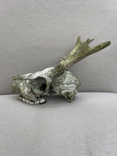 Roe deer skull with - ,