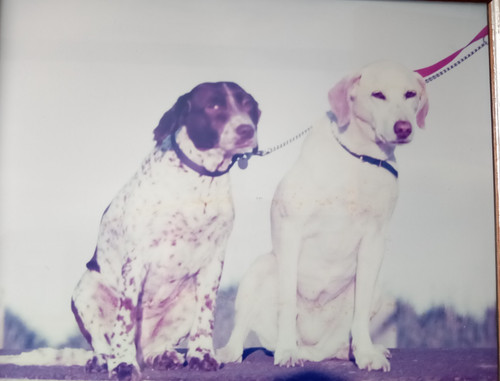 Please give help dog - to,