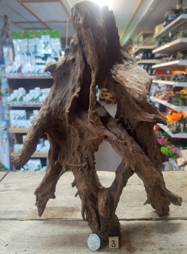 Large mangrove 55cm root - mangrove,