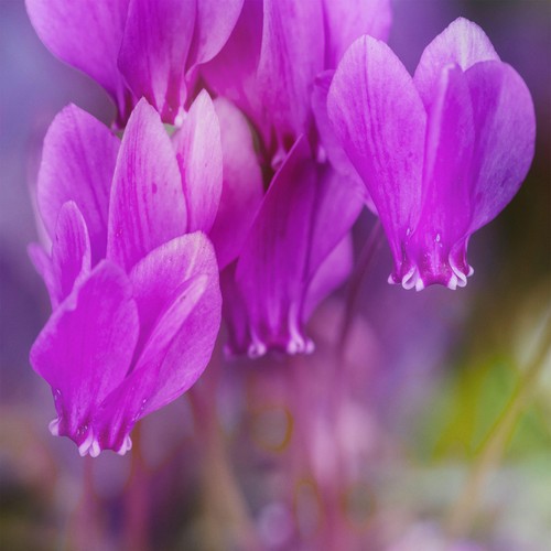 Cyclamen purple bedding plants - bedding,