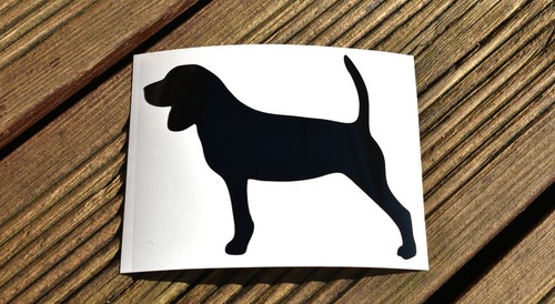 Beagle dog breed - beagle,