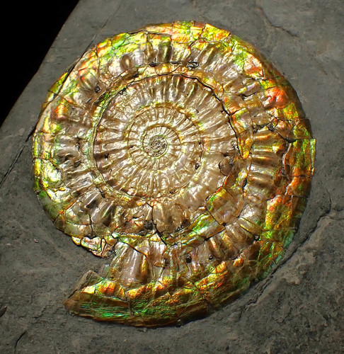 Iridescent caloceras display - caloceras,