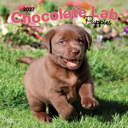 Labrador retriever puppies - labrador,
