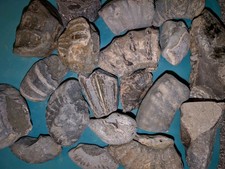 Large Fossil Ammonite