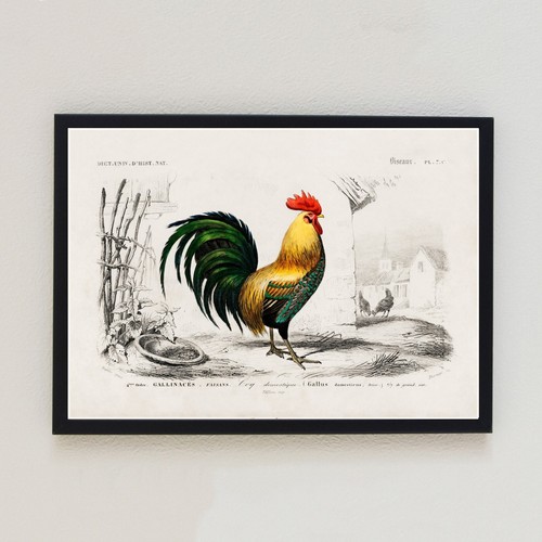 Antique cockrill bird - antique,