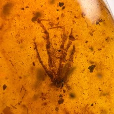 Burmese Amber Fossil: Lizard
