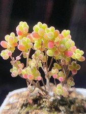 10x Drosanthemum Floribundum