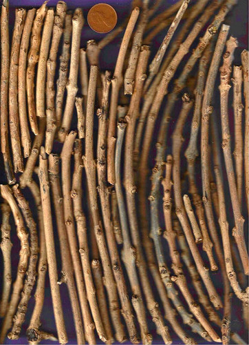 North sea driftwood - north,