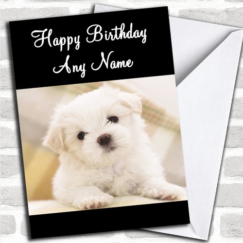 Maltese terrier puppy dog - terrier,