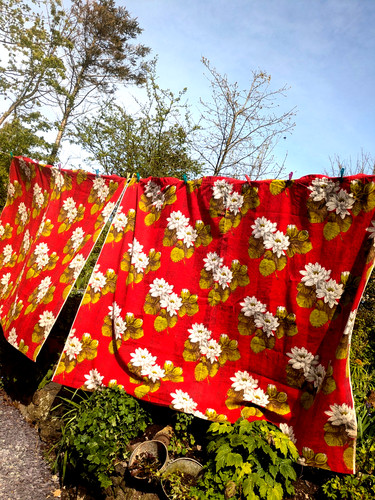 Vtg 1950 curtains - 1950's,