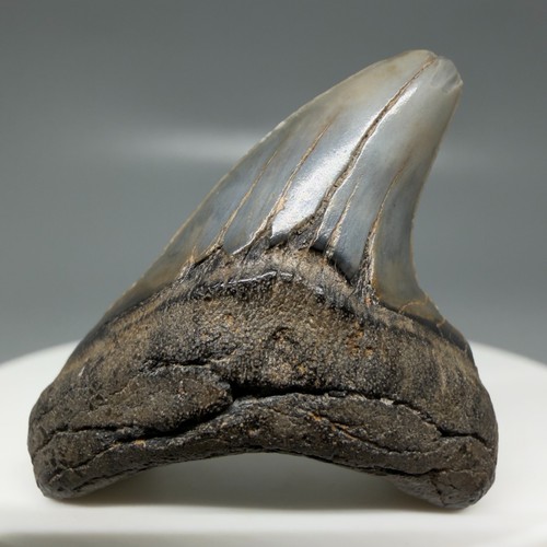 Uncommonl fossil extinct - uncommonl,