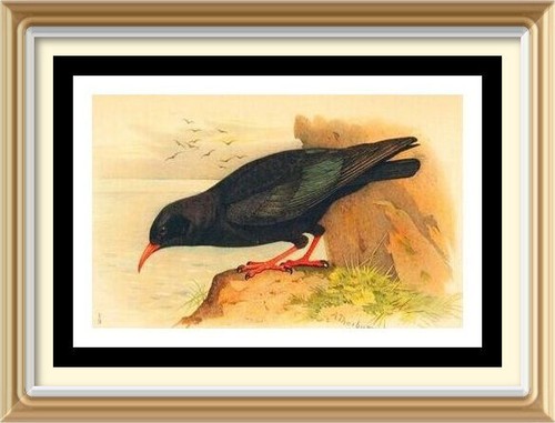 Archibald thorburn art print - thorburn,