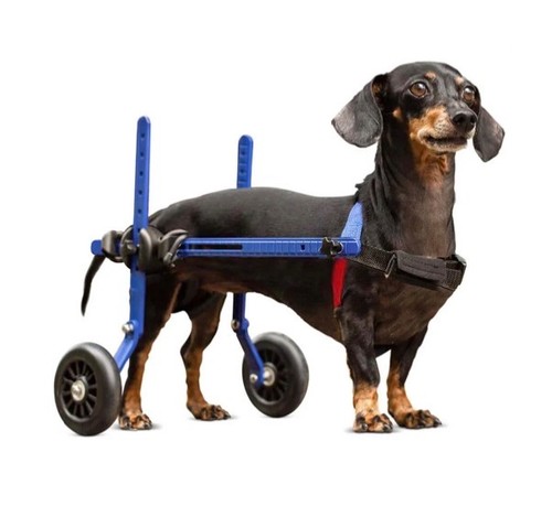 Ivdd back legs - ivdd,