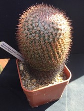 MATURE MAMMILLARIA HEYDERI sp