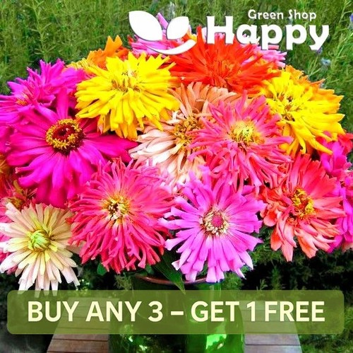 Zinnia burpeeana giants - zinnia, mix