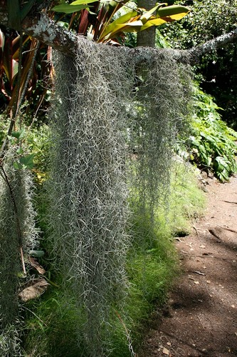 Tillandsia usneoides spanish - usneoides,