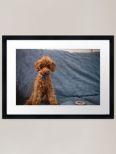 Cute Puppy Poodle Framed Art