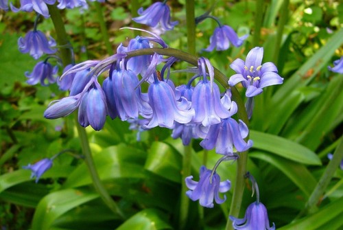 20x traditional bluebell - traditional,