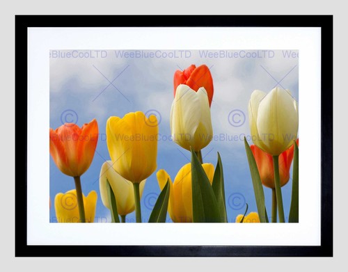Tulips flowers black - flowers, frame