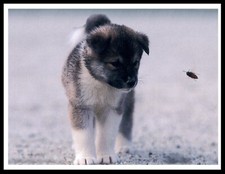 Akita Puppy and Bee Lovely A4