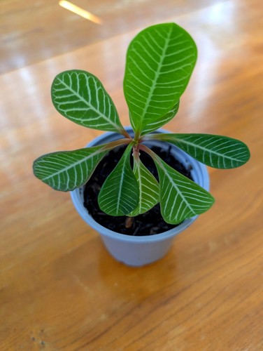 Madagascar jewel plant - jewel,