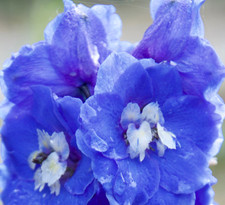 Delphinium perennial plant 2