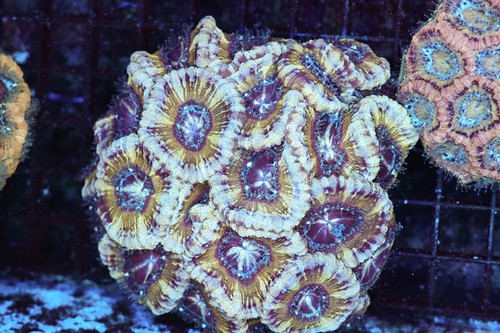 Purple foam asian - purple,
