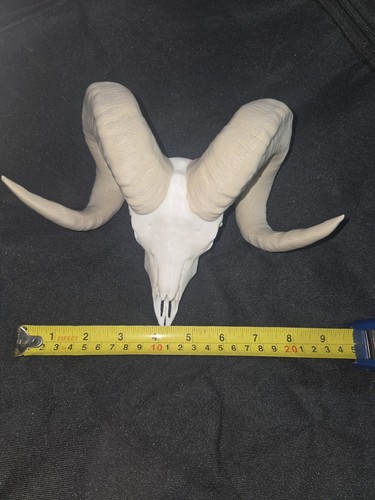 Ram skull replica scaled - ram,