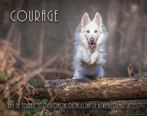 White wolf dog motivational - wolf,