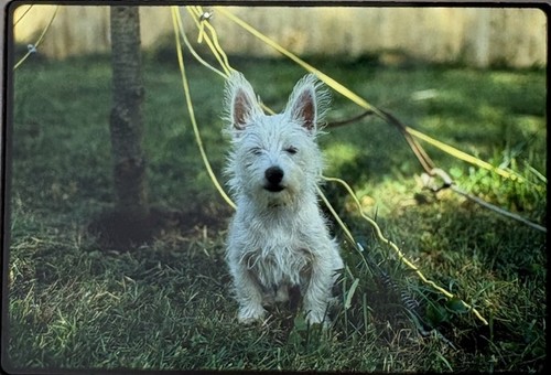 Cute west highland white - highland,
