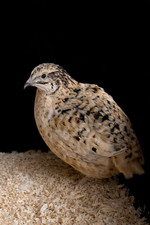 24 Jumbo Nice Fresh Eating