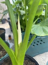 ZANTEDESCHIA  Arum Lily PINK