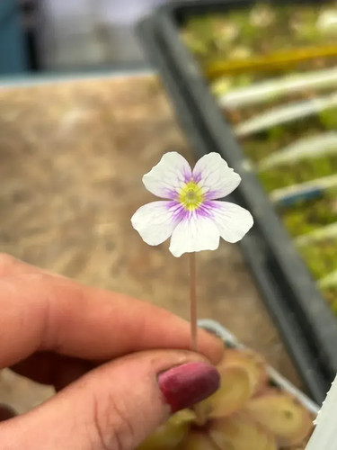 Pinguicula riva - pinguicula,