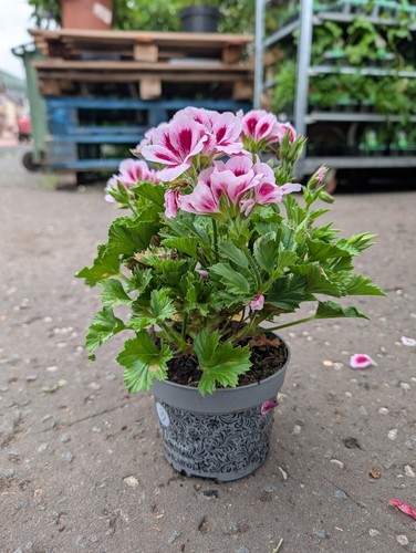 Purple pelargonium plant - purple,