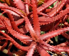 Aloe cameronii red - red,