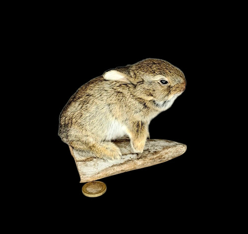 Taxidermy european rabbit - taxidermy,