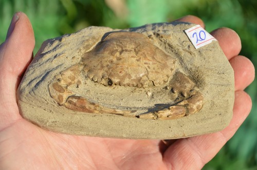 Lovely rare fossil crab - lovely,