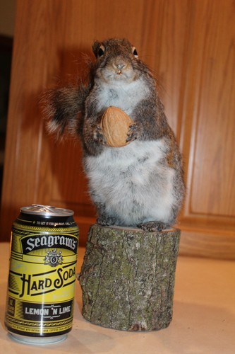 New taxidermy squirrel - new,