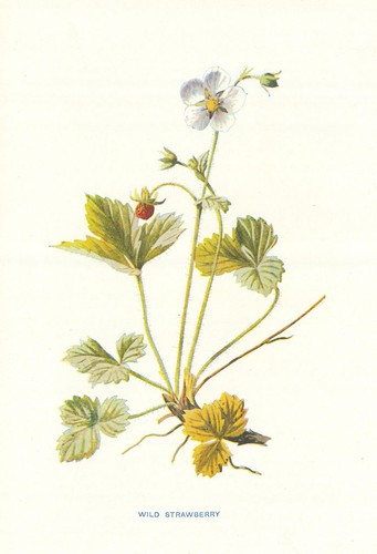 Wild strawberry flowers - strawberry.,