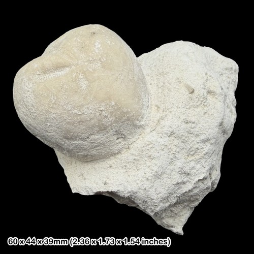 Micraster leskei echinoid - leskei,