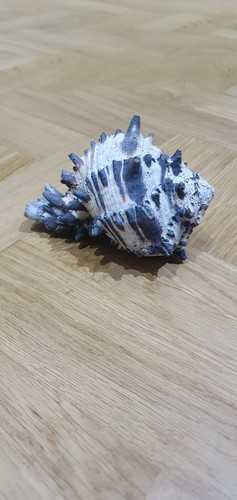 Murex large sea shell - murex,