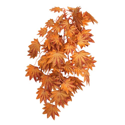 Betta terra orange terrarium - betta,